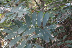 Millettia pachycarpa