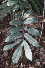Millettia pachycarpa