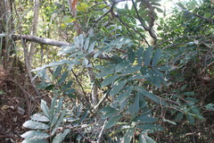 Millettia pachycarpa