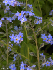 Myosotis sylvatica