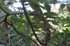 Millettia pachycarpa