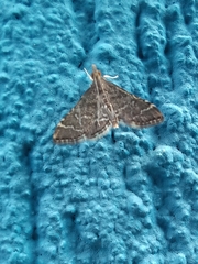 Steniodes declivalis