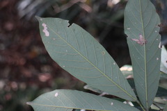 Millettia pachycarpa