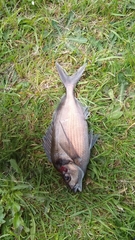 Nemadactylus macropterus