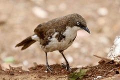 Turdoides hypoleuca