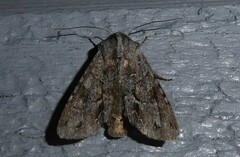 Ichneutica ustistriga