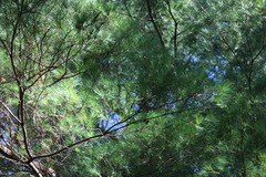 Pinus morrisonicola