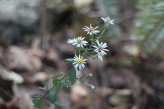 Aster lasiocladus