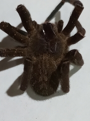 Phoneutria nigriventer