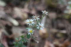 Aster lasiocladus