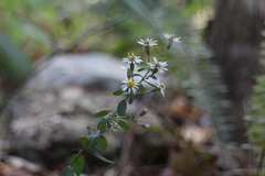 Aster lasiocladus