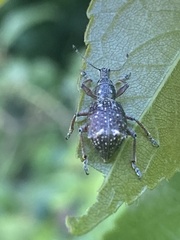 Hybreoleptops vestitus