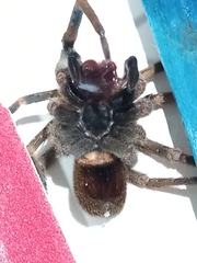 Phoneutria nigriventer