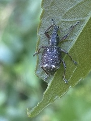 Hybreoleptops vestitus