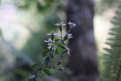 Aster lasiocladus