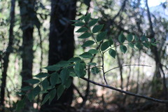 Zanthoxylum scandens