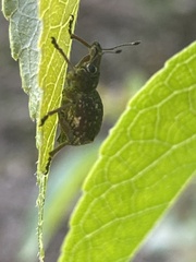 Hybreoleptops vestitus