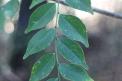 Zanthoxylum scandens