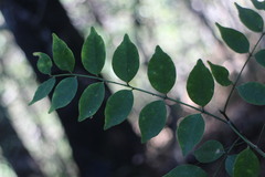 Zanthoxylum scandens