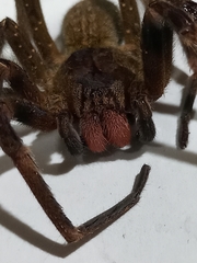 Phoneutria nigriventer