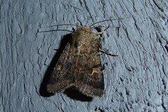 Proteuxoa tetronycha