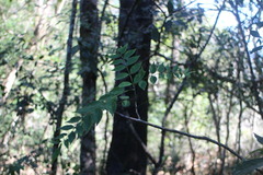 Zanthoxylum scandens