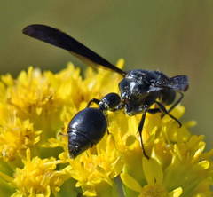 Zethus spinipes spinipes