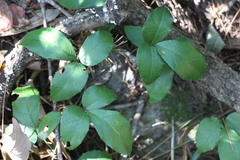 Tetrastigma hemsleyanum