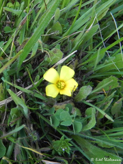 Oxalis aureoflava