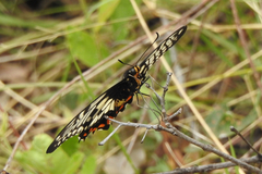 Papilio anactus