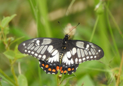 Papilio anactus