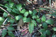 Tetrastigma hemsleyanum