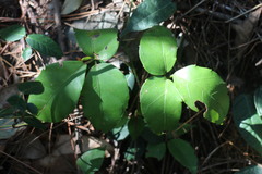 Tetrastigma hemsleyanum