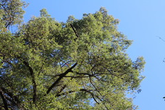 Pseudotsuga wilsoniana