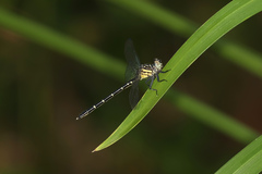 Hemigomphus theischingeri