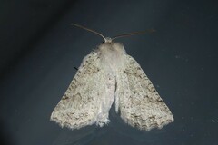 Declana niveata