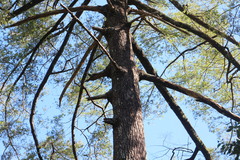 Pseudotsuga wilsoniana