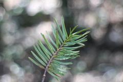 Pseudotsuga wilsoniana
