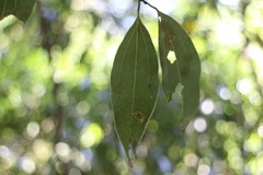 Cinnamomum insularimontanum