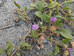Abronia umbellata breviflora