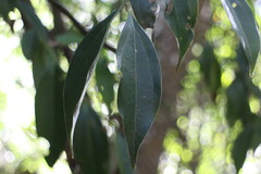 Cinnamomum insularimontanum