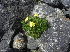 Oxalis megalorrhiza
