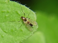 Cricotopus bicinctus