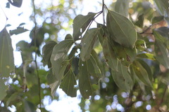 Cinnamomum insularimontanum