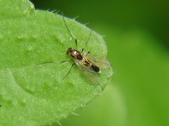 Cricotopus bicinctus