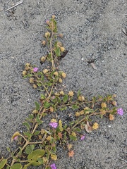 Abronia umbellata breviflora