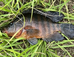 Mayaheros urophthalmus