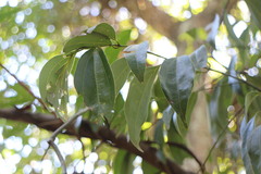 Cinnamomum insularimontanum