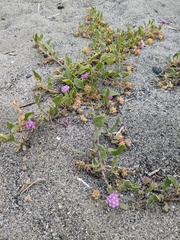 Abronia umbellata breviflora