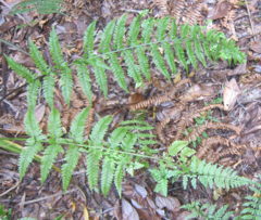 Asplenium bulbiferum